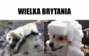 Pieski w Wielkiej Brytanii