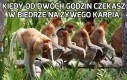 Odmrozim i będzie jak żywy