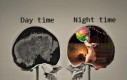 Mózg: dzień vs noc