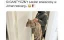 Mistrzu?
