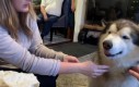 Wzorowe woof