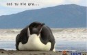 Zdezorientowany pingwin