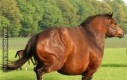 Jak schudnąc konia?