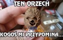 Ten orzech kogoś mi przypomina...