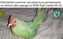 Geniusz
