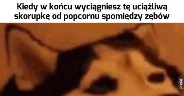 Lew Nie Sprzymierza Się Z Kojotem Uuuuulgaaa - Jeja.pl