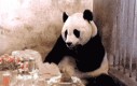 Panda dostaje rachunek w restauracji