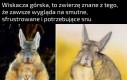 Najwidoczniej jestem wiskaczą