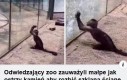 Małpy ewoluują