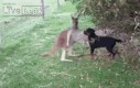 Kangur i pies zostają przyjaciółmi