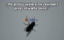 Czego nie mówią muchy