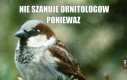 To właśnie przez ornitologów nie mam polskich znaków