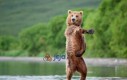 Tańczący niedźwiedź nadciąga!