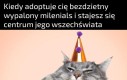 Najlepsze czasy dla kotów