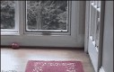 Kto powiedział, że to wejście dla kotów?