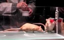 Wiedziałeś, że szczury można nauczyć gry w koszykówkę?