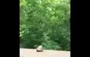 Żaba żegna się z tym okrutnym światem