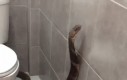 Podać papier?
