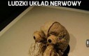 Ludzki układ nerwowy