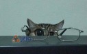 Koteł i okulary