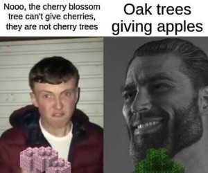 Jabłka na dębie
