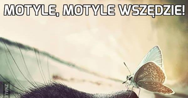 Motyle, motyle wszędzie! - Jeja.pl
