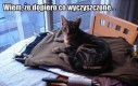 Kocia logika