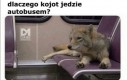 Dlaczego kojot jedzie autobusem?