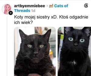 Ocenianie wieku kota