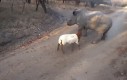Mały nosorożec myśli, że jest kozą