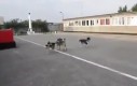 W Rosji nawet psy śpiewają hymn narodowy!