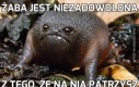 Żaba jest niezadowolona