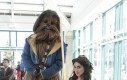 Piękna i Wookie
