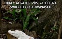 Biały aligator