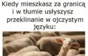 Nasi tu są