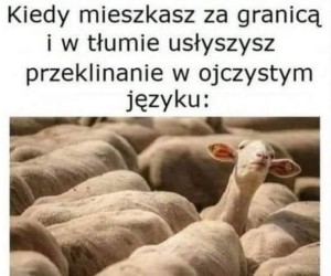 Nasi tu są