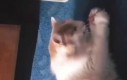 Biedny kitku