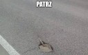 Tylko wybraniec może nią rowy kopać