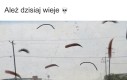 Biedne dziewczyny