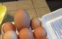 Jajko z niespodzianką