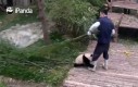 Panda i marihuana