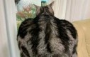 Powrót siłaczy