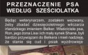 Przeznaczenie psa według sześciolatka