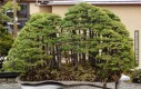 Las bonsai