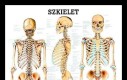 Szkielet