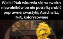 Partacze