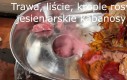 Jesieniarskie kabanosy