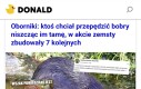 Nie zadzieraj z bobrami