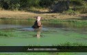 Piosenka hipopotamów