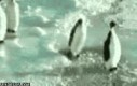 Pingwin sku*wiel